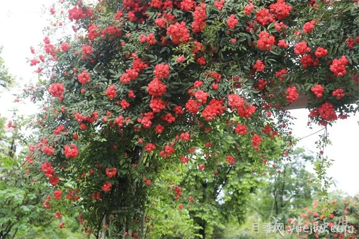 蔷薇已开满墙！这波被成都成华美到了(图1)