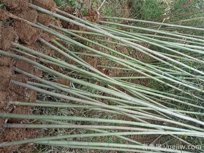 刚竹(图2)