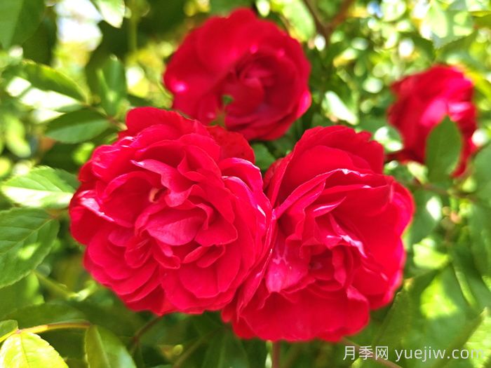 红木香是什么月季花?耐寒可达零下20度(图1) 红木香是什么月季花?耐寒可达零下20度(图1)