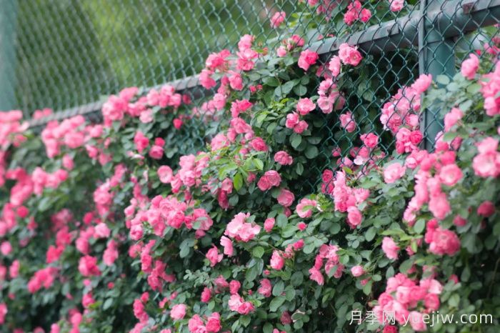 浙师大蔷薇花开成瀑，安吉拉美翻了校园(图1)