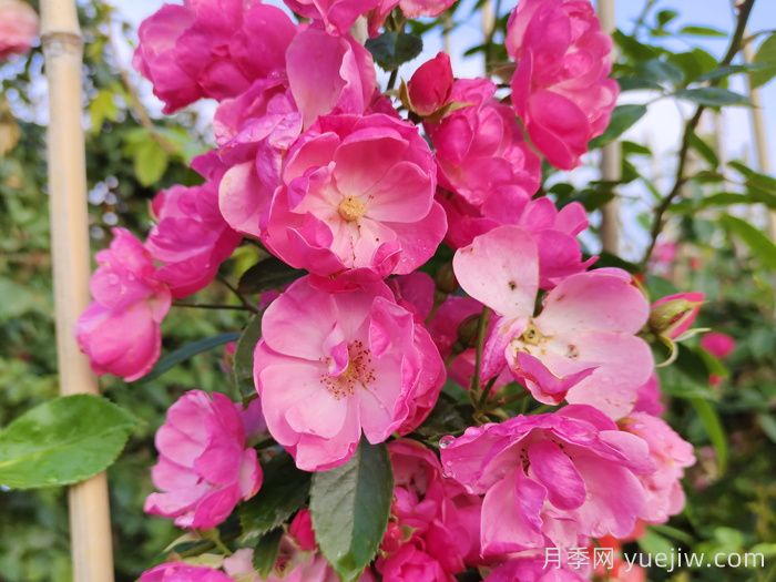 园林常用单瓣月季有哪些品种?(图1) 园林常用单瓣月季有哪些品种?(图1)