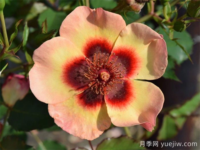 推荐10个优秀单瓣月季品种(图3)