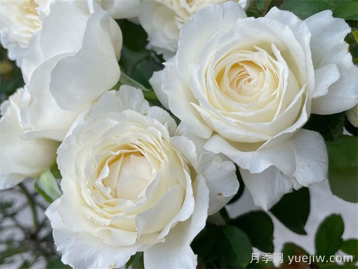国外好评如潮的月季品种介绍(图2)