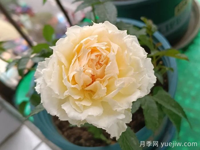 狄安娜阳台月季(图1)