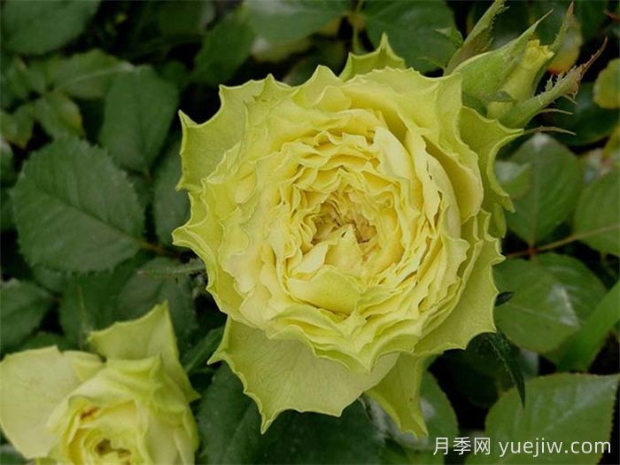 推荐8款好养黄色灌木月季品种(图3)