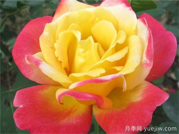 怡红院月季的优缺点:什么?(图1) 怡红院月季的优缺点是什么?(图1)