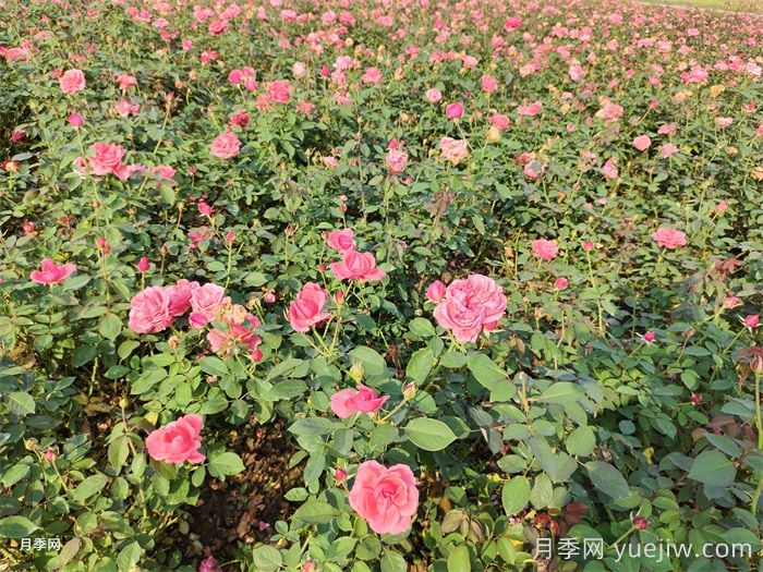 月季花盛开最佳观赏时间与养护要点(图3)