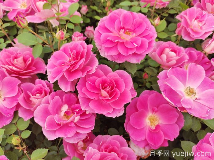 月季花盛开最佳观赏时间与养护要点(图2)