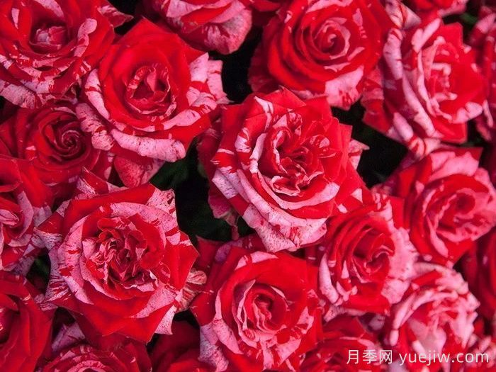 幸运女神月季的优缺点是什么?(图1) 幸运女神月季的优缺点是什么?(图1)