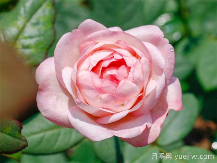 草莓杏仁饼月季介绍和优缺点(图1)