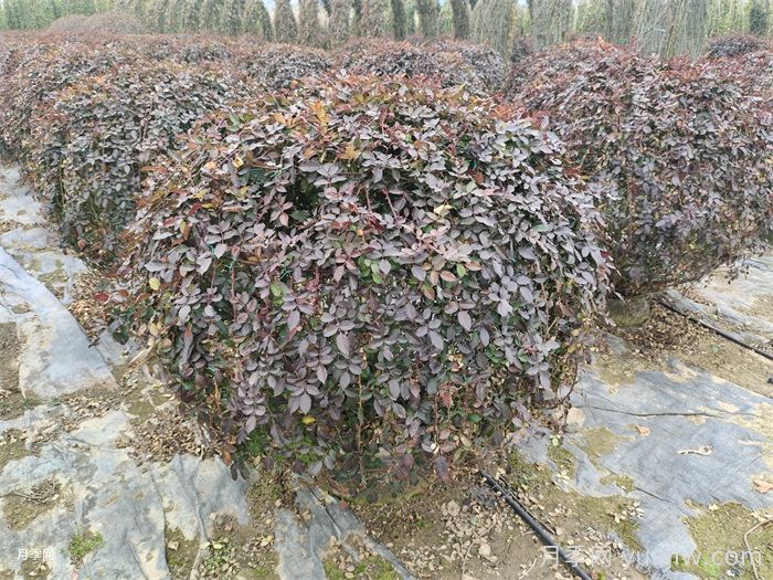 月季花耐寒最低多少度？(图1)