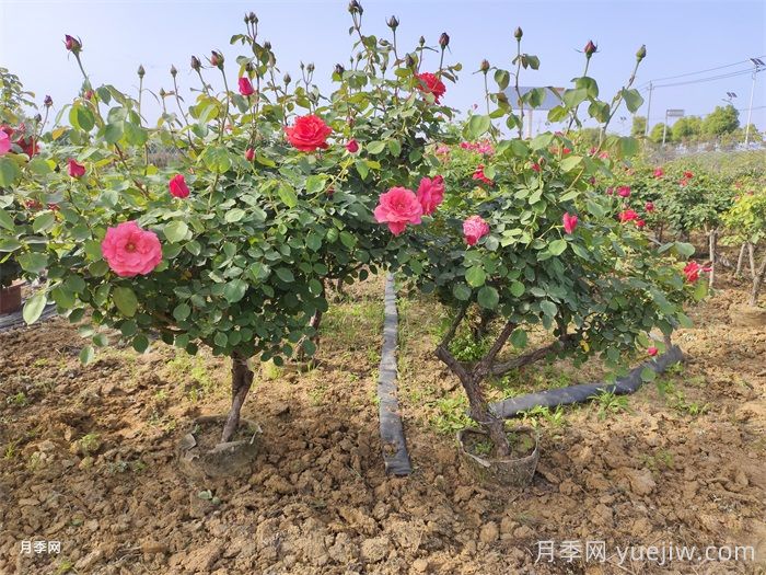 夏天树状月季几天浇一次水？(图1)