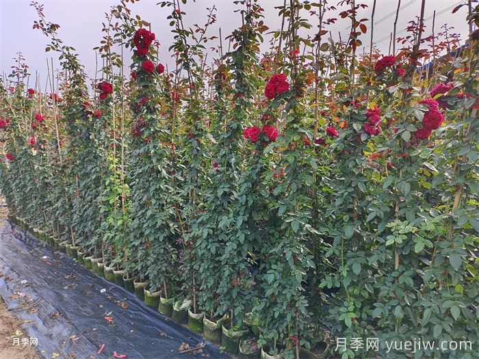 夏季藤本月季应该如何浇水？多久浇一次？(图1)