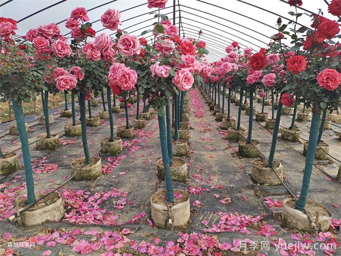 夏季月季养护全攻略:避开雷区,轻松爆花(图1) 夏季月季养护全攻略:避开雷区,轻松爆花(图1)