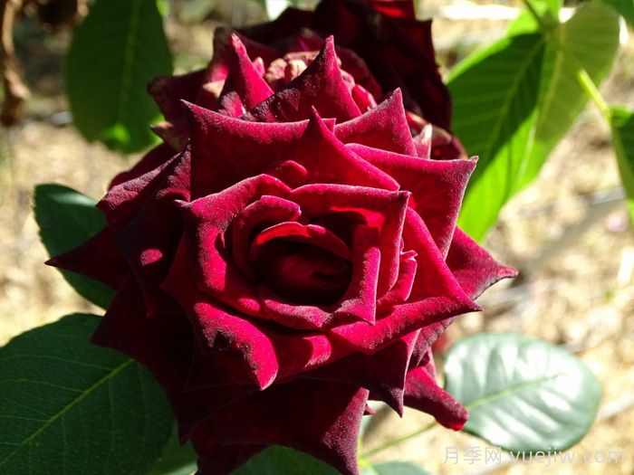 黑巴克玫瑰的花语(图1)