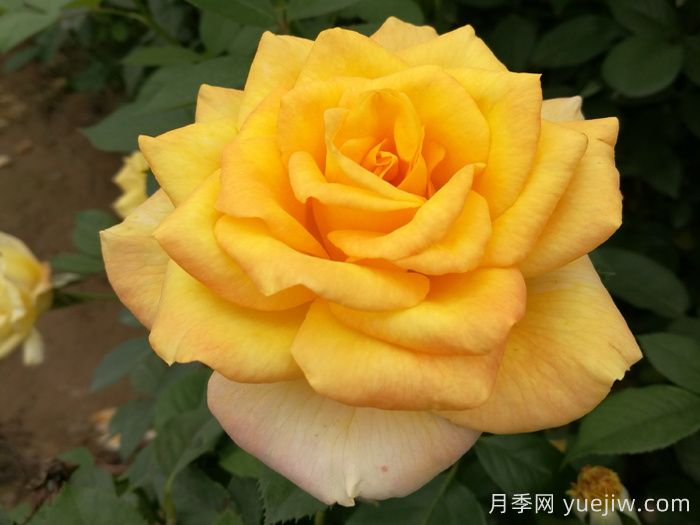 超大花朵20公分的月季有哪些？(图2)