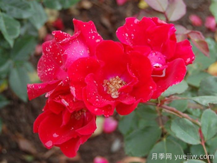 萤火虫月季/荷斯坦月季(图1) 萤火虫月季/荷斯坦月季(图1)