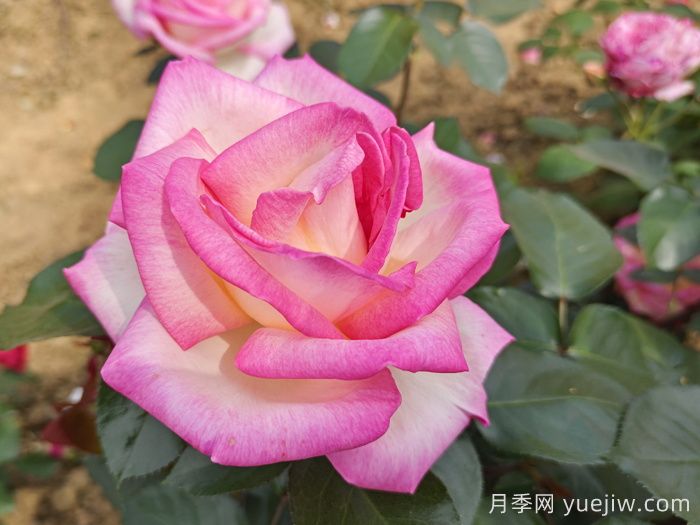 月季和玫瑰是一种花吗？(图1)