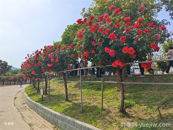 树状月季做行道树的间距(图2) 树状月季做行道树的间距(图2)