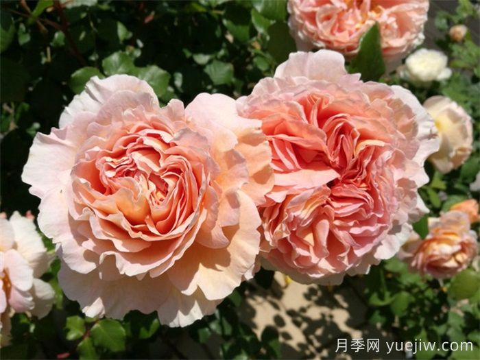 最耐阴的月季花推荐(图1)