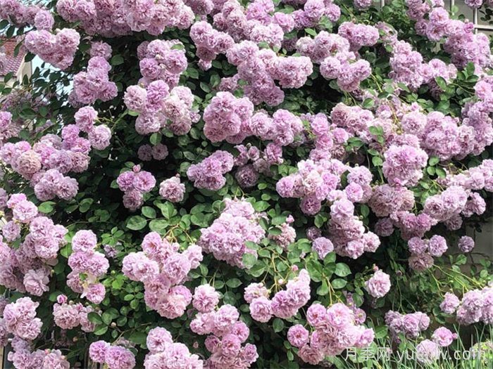 最耐阴的月季花推荐(图3)