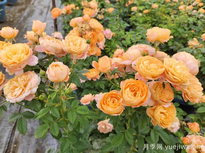 最耐阴的月季花推荐(图4)