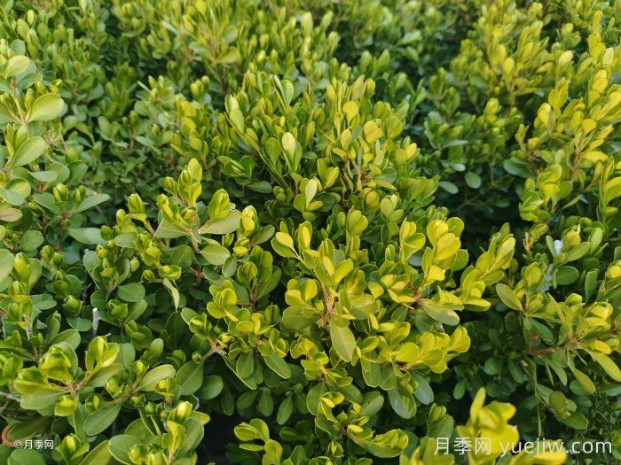 大叶黄杨和小叶黄杨有什么区别？(图2)
