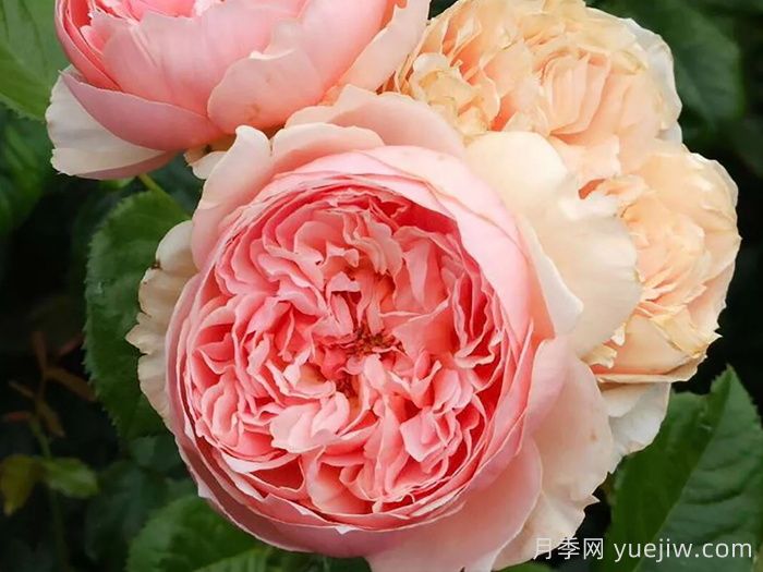 推荐10种不怕热的月季，夏天随便养，花开不停(图3)