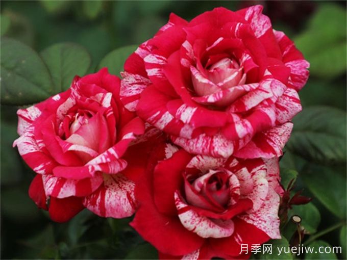 胡里奥月季的优缺点是什么？(图1)