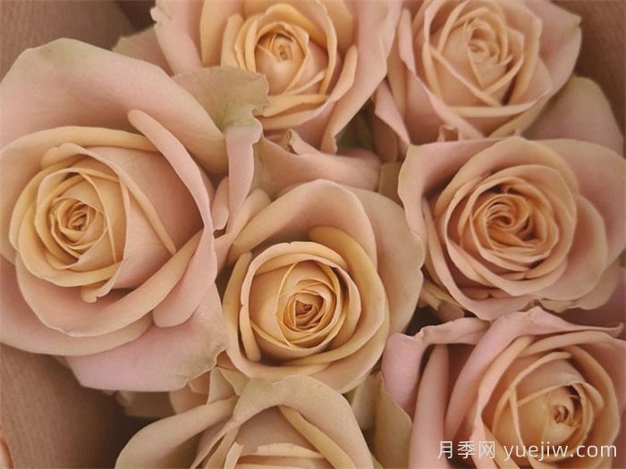 卡布奇诺玫瑰花适合送什么人？(图1)