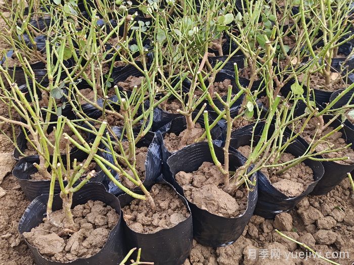 月季花什么时候种植最好？(图2)