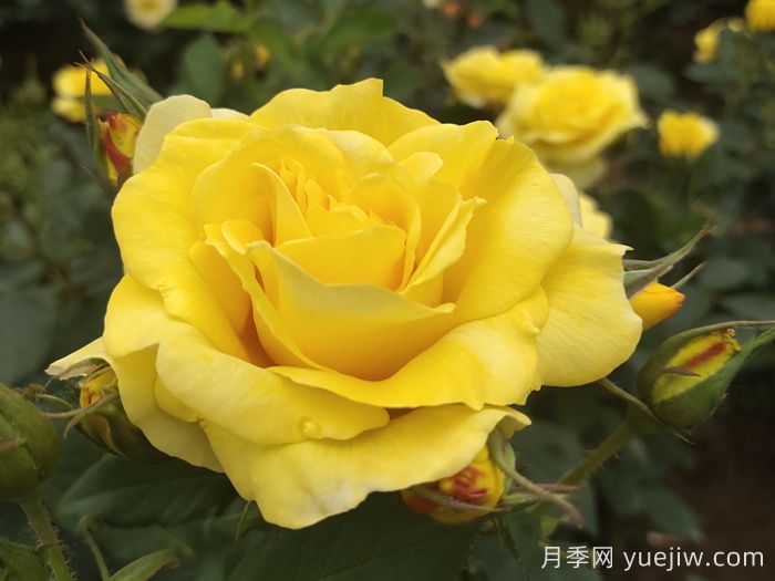 月季花有什么颜色？10大色系(图3)