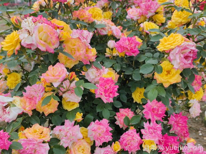 月季花有什么颜色？10大色系(图5)