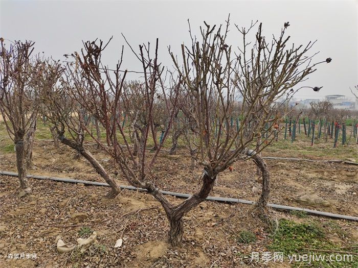 月季是常绿还是落叶苗木?(图1) 月季是常绿还是落叶苗木?(图1)