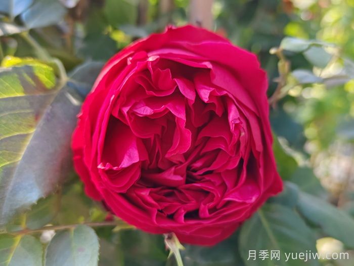 六月不怕热的月季(图1)