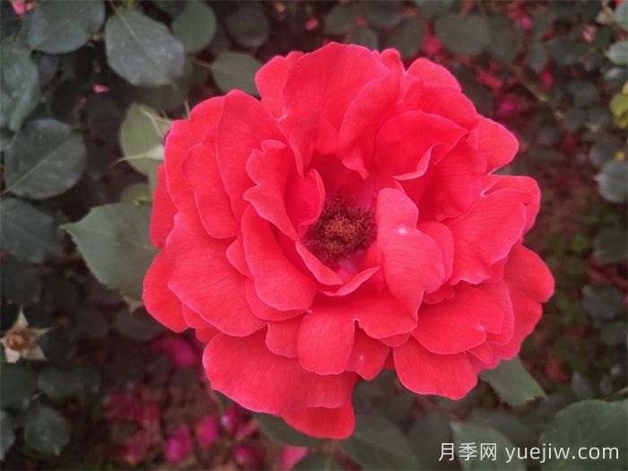 推荐八款6月最值得养的月季，特别耐晒，花大色艳(图2)