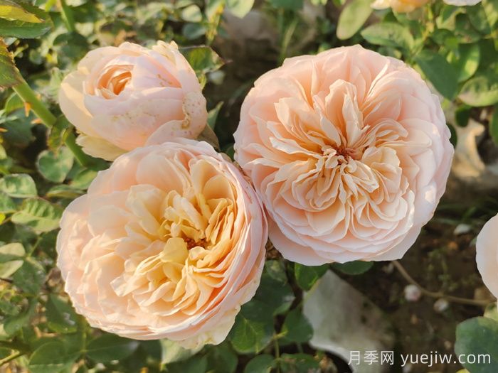 耐晒性强的6种月季,夏季高温依然美(图2) 耐晒性强的6种月季,夏季高温依然美(图2)