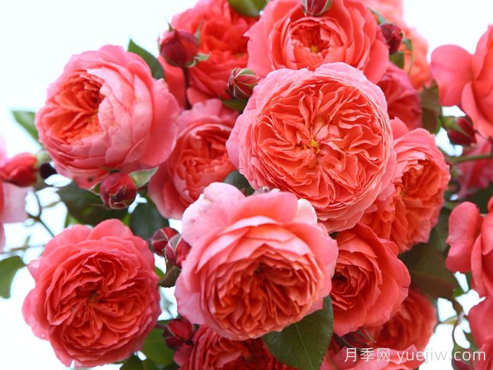 耐晒性强的6种月季,夏季高温依然美(图4) 耐晒性强的6种月季,夏季高温依然美(图4)