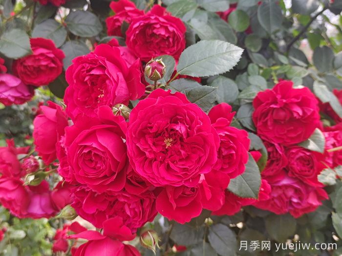 推荐10种不怕热的月季，夏天随便养，花开不停(图1)