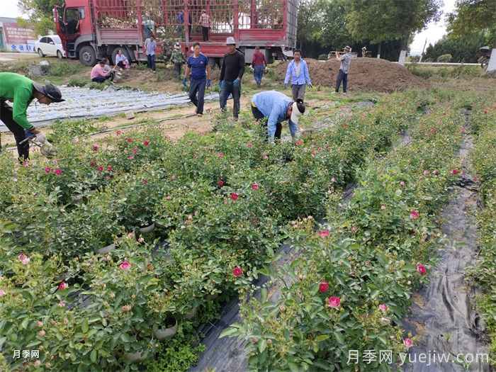 月季可以种在阴凉处吗？(图1)