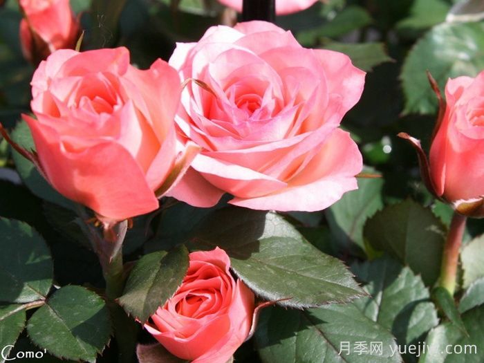 永远的科莫月季介绍和优缺点(图1)
