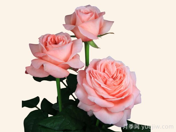 伦敦眼月季介绍和优缺点(图1)