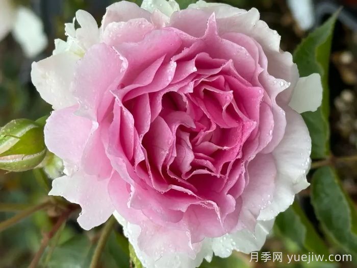 粉天方夜谭月季介绍和优缺点(图1)