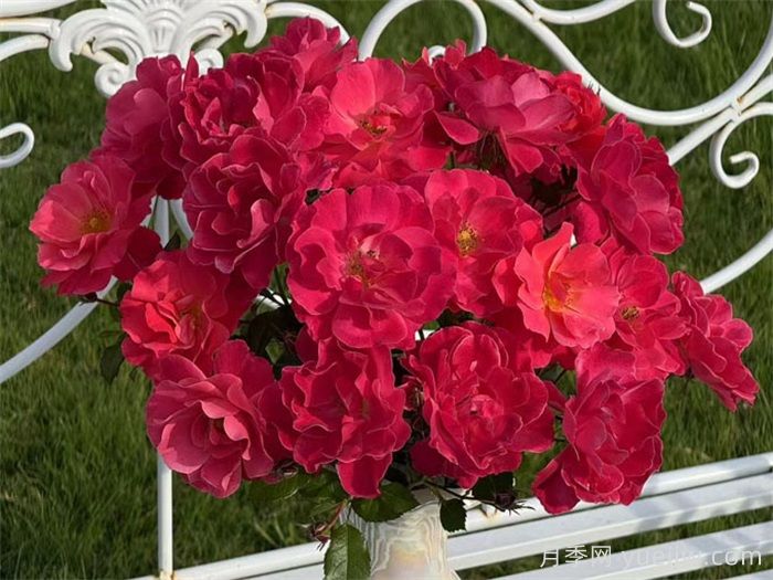 ​西子系列月季，天狼耐湿热型低维护月季的培育路(图2)