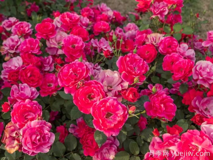 ​西子系列月季，天狼耐湿热型低维护月季的培育路(图3)