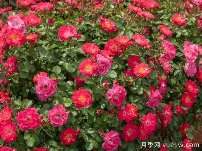 ​西子系列月季，天狼耐湿热型低维护月季的培育路(图5)