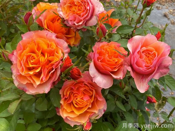 11种经典微型月季花，颜值与实力兼具，阳台党最爱(图4)