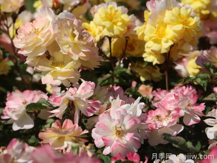 推荐勤花表现极好的景观低维护月季品种(图1)