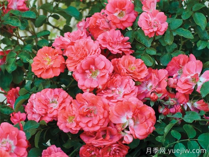 推荐勤花表现极好的景观低维护月季品种(图4)