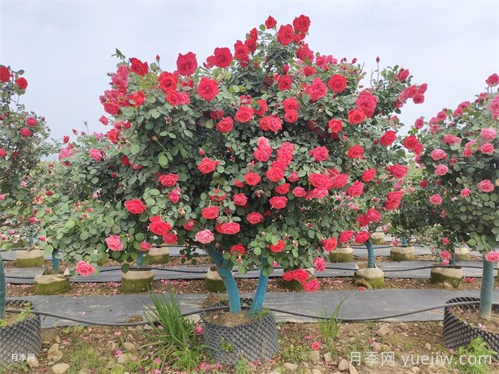 古桩月季(图1) 古桩月季(图1)